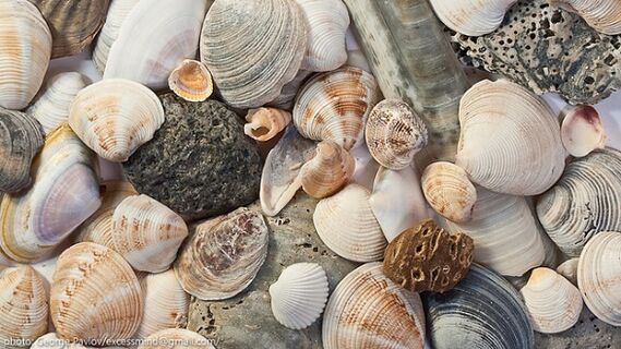 seashells bilang isang anting-anting ng good luck
